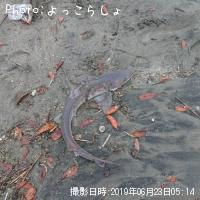 ¥µ¥á