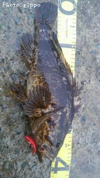 �����Υ���Х�