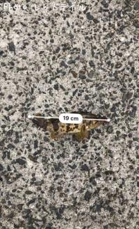 ¥¿¥±¥Î¥³¥á¥Ð¥ë