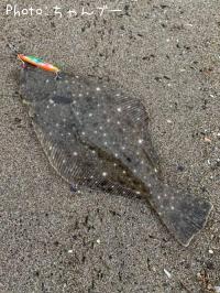 ¥Ò¥é¥á¡Ê¥½¥²¡Ë