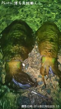 ¥¢¥ª¥ê¥¤¥«