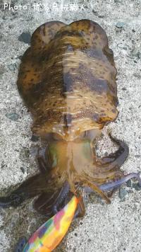 ¥¢¥ª¥ê¥¤¥«