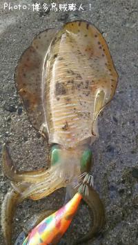 ¥¢¥ª¥ê¥¤¥«