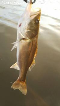 �����Х�