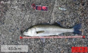 �����Х�