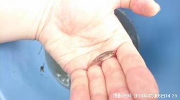 ¥¥¿¥Î¥á¥À¥«