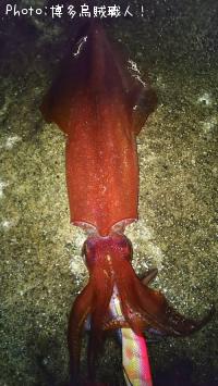 ¥±¥ó¥µ¥¥¤¥«