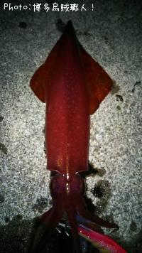 ¥±¥ó¥µ¥¥¤¥«