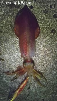 ¥±¥ó¥µ¥¥¤¥«