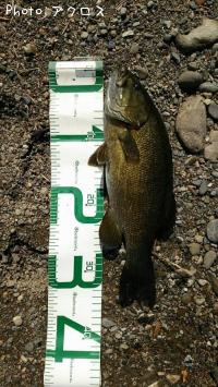 ���⡼��ޥ����Х�