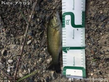 ���⡼��ޥ����Х�