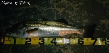 �����Х�