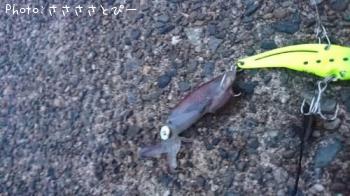 ���쥤���ҥ������勵�ꥬ��