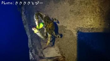 ���쥤���ҥ������勵�ꥬ��