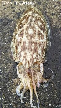 �����ꥤ��