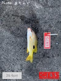 ��ޥȥӡ��ڥ˥������ۥ��ե�������