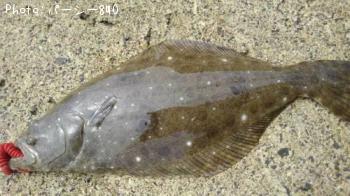 �ҥ��ʥ�����