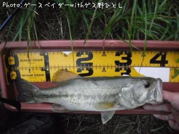 ¥Ö¥é¥Ã¥¯¥Ð¥¹