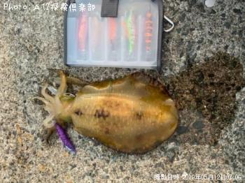 �����ꥤ��