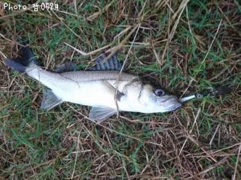 �����Х�