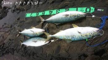 ���ʥ������祴