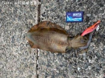 ¥¢¥ª¥ê¥¤¥«