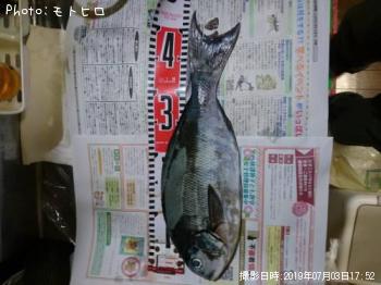 ÈøÄ¹¥á¥¸¥Ê