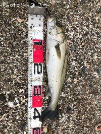 �����Х����參��