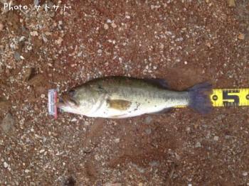 �֥�å��Х�