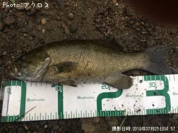 ���⡼��ޥ����Х�