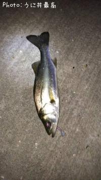 �����Х�