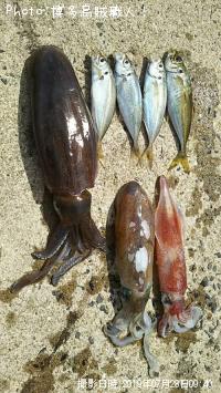 ¥¢¥ª¥ê¥¤¥«¡¢¥±¥ó¥µ¥¥¤¥«¡¢¥¢¥¸