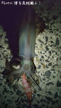 ¥¢¥ª¥ê¥¤¥«¡¢¥±¥ó¥µ¥¥¤¥«¡¢¥¢¥¸