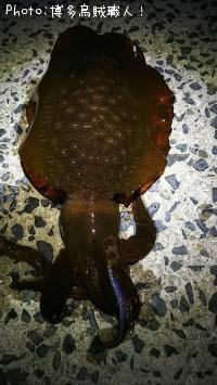 ¥¢¥ª¥ê¥¤¥«¡¢¥±¥ó¥µ¥¥¤¥«¡¢¥¢¥¸