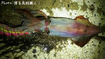 �����ꥤ�������󥵥�����