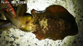 �����ꥤ�������󥵥�����