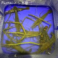 �ƥʥ�����