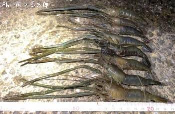 �ƥʥ�����