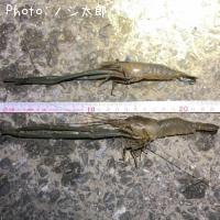 �ƥʥ�����