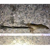 �ƥʥ�����