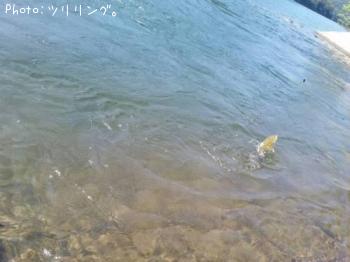 ���⡼��ޥ����Х�