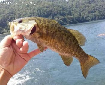 ���⡼��ޥ����Х�