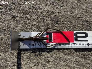 �ƥʥ�����