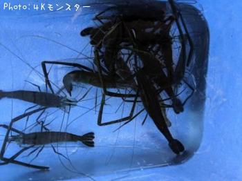 �ƥʥ�����