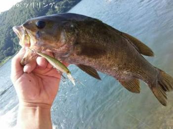 ���⡼��ޥ����Х�