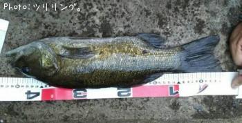 ���⡼��ޥ����Х�