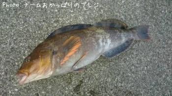 �����ʥ�