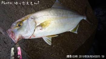 ¥«¥ó¥Ñ¥Á¤Î»Ò