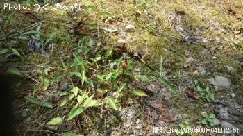 ������������ȥ�ܡʥ᥹��