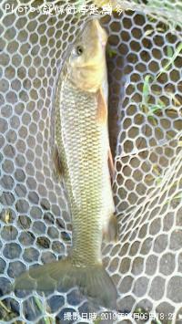 �����˥�